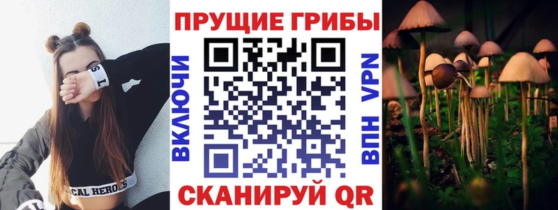 Псилоцибиновые грибы Psilocybine cubensis  Тавда 