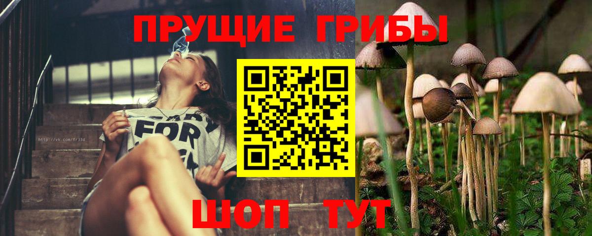 Псилоцибиновые грибы Psilocybine cubensis Тавда